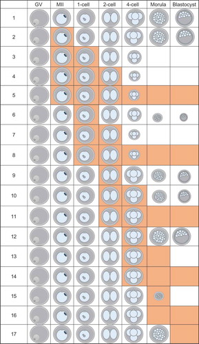 Figure 4. Summary of data of effect of different GSK343 treatments on development. Orange boxes indicate the presence of 5 µM GSK343 in culture media. Size of embryo represents percentage of parthenotes obtained following in vitro maturation and activation that developed to that stage for that treatment. Each experiment was performed 3 times and at least 20 oocytes/embryos were analyzed for each experiment. See Table S1 for data. GV, GV-intact oocyte; MII, metaphase II-arrested egg.