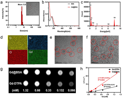Figure 1 Characterization of Gd@BSA NPs. (a) Hydrodynamic diameter of Gd@BSA NPs determined by DLS. And TEM image of Gd@BSA NPs; red dotted circles indicate nanoparticles. (b) UV‒vis absorption spectra of BSA and Gd@BSA NPs. (c and d) Energy-dispersive X-ray spectroscopy (EDX) and elemental analysis performed on Gd@BSA NPs. EDX spectrum, and corresponding elemental mapping for nitrogen (N), oxygen (O), sulfur (S), gadolinium (Gd). (e and f) TEM images of Gd@BSA NPs in H2O and FBS, respectively. (Red circles: locations of Gd@BSA NPs). (g) T1-weighted MR images of Gd@BSA NPs and Gd-DTPA at different Gd concentrations. (h) Analysis of the longitudinal relaxation rates r1 (1/T1) of Gd@BSA NPs and Gd-DTPA. T1 relativity was calculated from the slopes of the best fit lines of the experimental data.