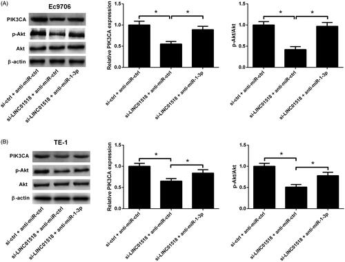 Figure 6. Effects of LINC01518 knockdown or along with anti-miR-1-3p on the PIK3CA/Akt pathway in ESCC cells. (A and B) Ec9706 and TE-1 cells were cotransfected with si-LINC01518 or si-ctrl and anti-miR-1-3p or anti-miR-ctrl for 48 h, followed by Western blot analysis of PIK3CA, p-Akt and Akt protein levels. *p < .05.