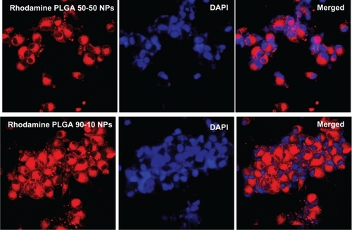 Figure 6 Confocal images of U87MG cells after 2 hours incubation with rhodamine-entrapped PLGA NPs.Abbreviations: DAPI, 4′,6-diamidino-2-phenylindole; NP, nanoparticle; PLGA, poly (D, L-lactic-co-glycolic acid).