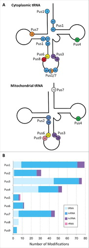 Fiure 3. Target sites of stand-alone pseudouridine synthases. (A) Cloverleaf representations of cytoplasmic and mitochondrial tRNAs showing the positions of pseudouridine modification and the Pus enzymes responsible. Cytoplasmic tRNAs can be pseudouridylated at 15 possible sites by Pus enzymes, shown as colored circles with numbers indicating their position. U35 is modified in pre-tRNATyr(GUA) by either Pus1 and Pus7. Mitochondrial tRNAs have 8 potential pseudouridines. The enzyme responsible for the modification at position 72 of mitochondrial tRNA is presently unknown. (B) General types of RNAs that are modified by each Pus enzyme under standard growth conditions. This data are based on the transcriptome-wide mapping studies by Carlile et al. and Schwartz et al. using the Pseudo-seq (or ψ-seq) technique for the identification of pseudouridines present in S. cerevisiae. The combined number of each type of RNA (tRNA, mRNA, ncRNA and rRNA) modified by each of the Pus enzymes is shown as a colored bar. Note, that alteration of growth conditions such as heat stress and nutrient deprivation leads to additional pseudouridylation events by some Pus enzymes, for example by Pus7. These additional events are not included in this figure.