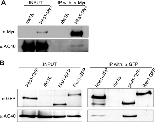 FIG 5 Rbs1 interacts with AC40. (A) Strain MJ15-10A, expressing Myc-tagged Rbs1, and control strain BY4741 rbs1Δ were grown in YPD. Aliquots of cell extracts (input) and immunoprecipitates with the anti-Myc antibody were analyzed by immunoblotting with anti-Myc and anti-AC40 antibodies. The lane in the middle of the gel is empty and separates input from IP with anti-Myc. (B) Cell extracts prepared from strains encoding GFP-tagged Rbs1, Maf1, and Rex1 proteins and control strain BY4741 rbs1Δ (input) and immunoprecipitates with the anti-GFP antibody were analyzed by immunoblotting with anti-GFP and anti-AC40 antibodies.
