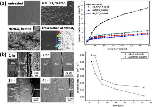 Figure 7. (a) SEM images of untreated and NaHCO3 treatments of Mg–Ca alloy (left) and H2 evolution of different alkaline treatments of Mg-Ca alloy (right) (reprinted from [Citation52], copyright 2009, with permission from Elsevier) (b) SEM images of cross-section of alkaline (NaOH) treated Mg–Ca1.4 alloys for different time intervals (left) and corrosion rate of bare and treated sample (right) (reprinted from [Citation54], copyright 2011, with permission from Elsevier).