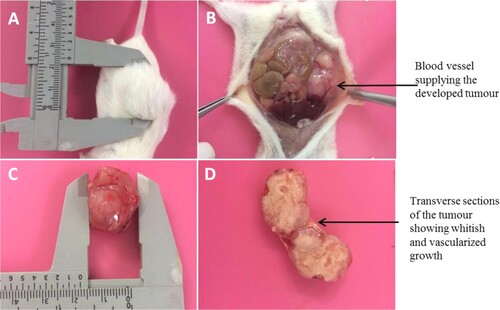 Figure 7. Post-mortem and harvesting of tumour from euthanized NOD/SCID mouse (A) Shows the mouse with tumour of about 2 cm (B) shows in-situ abdominal organs, with the tumour subcutaneously (C) Shows the harvested tumour and (D) shows the cut sections of the harvested tumour.