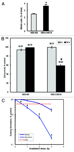 Figure 2. CHK1-depleted cells display decreased survival following exposure to ionizing radiation. (A) The proportions of mitotic cells in HEK-NS and HEK-CHK1A cell lines under control conditions. Graphed data are an average of six biological replicates. All samples were treated and processed for cycle profiles as described in “Materials and Methods.” Briefly, at the indicated time points, the cells were trypsinized, washed with PBS, fixed in 4% paraformaldehyde and stored in PBS in preparation to mitotic cell determination by flow cytometry. (B) Cells were seeded in 96-well plates and allowed to recover overnight. For each time point, two sets of plates were prepared (untreated and irradiated). Cell viability measurements were performed at the indicated time points with the CellTiter Blue assay as described in “Materials and Methods.” The bars represent ratios of irradiated/untreated readings. The measurements were performed with 12 replicates per condition and cell line and tested for reproducibility in at least three independent experiments. Statistically significant differences are marked by asterisks (p < 0.05). (C) HEK-NS and HEK-CHK1A were seeded at a density of 100 cells per 100-mm plate and allowed to attach overnight. For each cell line, one group of plates was left untreated; four other groups were irradiated with 0.5, 1, 2 or 3 Gy γ-IR. After treatment, the plates were returned to the incubator without a media change and allowed to grow undisturbed for 10–14 d. Colonies were stained with methylene blue and counted. Cellular survival was calculated relative to control, which was set to 100%. The dashed horizontal line represents the 50% survival (LD50 = lethal dose 50, used here for referring to the dose that kills 50% of the tested cellular population).