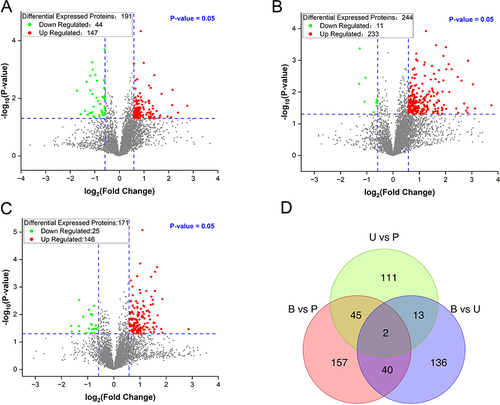 Figure 5 The volcano plot and Wayne plot of the differential expressed proteins (DEPs). (A) Volcano map of DEPs between the group U and group B. (B) Volcano map of DEPs between the group P and group B. (C) Volcano map of DEPs between the P and U groups. (D) Wayne plot of DEPs in each comparative group. B group: blank group, U group: an ultraviolet radiation, P group: a combination of progesterone injection and ultraviolet radiation.