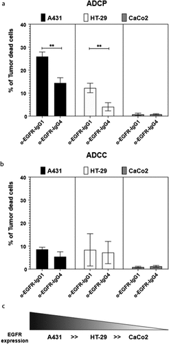 Figure 6. Anti-human EGFR-IgG1 or IgG4 subclass effects on the ADCP and ADCC of tumor cell lines by human U937 monocytes. U937 in vitro mediated mainly ADCP (a) and lower levels of ADCC (b) of EGFR differently expressing A431, HT-29 and CaCo2 tumor cell lines (c). The percentage of tumor dead cells was evaluated by flow cytometric analysis following the gating strategy represented on Repository figure 2. Black bars: A431 cells; white bars: HT-29 cells; gray bars: CaCo2 cells. The results from three independent experiments were combined for statistical analysis. One-way ANOVA with Tukey post-hoc test was performed. ** P < .01
