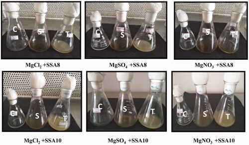 Figure 3. Microbial reductions of MgO NPs from extracellular actinobacteria (C: Control, S: Supernatant, T: Test).