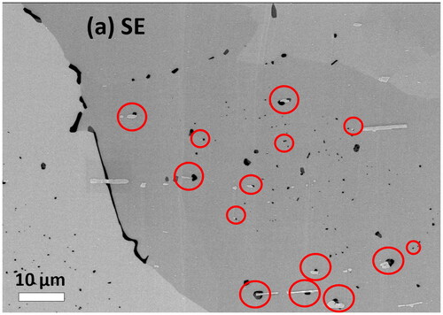 Figure 7. Microstructure of the Al-Mg-Si alloy as shown in Figure 1(a). Dark intragranular precipitates adjacent to bright primary Fe-based particles are highlighted with circles to emphasize their role as heterogeneous nucleation sites.