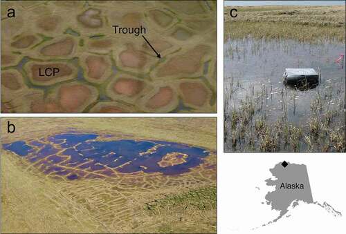 Figure 1. Thaw ponds of the Arctic Coastal Plain, Alaska: (a) low centered polygon (LCP) ponds form at the depressed centers of polygonal ground and trough ponds form above thawing ice wedges in cracks between polygons, (b) larger ponds form when permafrost thaws and multiple ponds of varying types coalesce, and (c) an emergence trap is positioned at the center of an LCP pond. All thaw ponds were sampled from a single study area indicated by the ♦ on the map of Alaska.