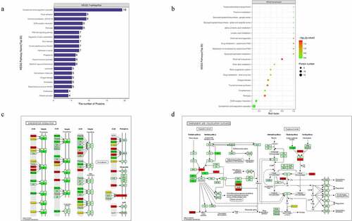 Figure 4. Signaling pathway enrichment analysis of the DEPs. (a) The number of DEPs. The Y-axis represents the KEGG pathway name. (b) Enrichment factors. The Y-axis represents the number of DEPs in each functional category. The color of the bar indicates the P-value. As the color changes from green to red, the statistical significance changes from low to high. (c-d) ECM-receptor interaction and complement and coagulation cascades were obtained from global proteome data by KEGG pathway analysis. Red and green graphics represent the up-regulated and down-regulated proteins, respectively, and the yellow graphics represent both up-and down-regulated DEPs.