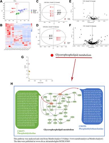 Figure 10 Effects of Didymin on metabolites. (A) The PCA was analyzed by the Omicshare database (https://www.omicshare.com/tools/). (B) The Heatmap was analyzed by the Omicshare database (https://www.omicshare.com/tools/); the red plots represent the high abundance of metabolite, and the blue plots mean low abundance. (C) The OPLS-DA of the model vs normal. (E) The VIP diagram of the model vs normal. (D) The OPLS-DA of the didymin vs model. (F) The VIP diagram of the didymin vs model. (G) The metabolic pathways regulated by didymin were analyzed by MetaboAnalyst 5.0. (H) The Glycerophospholipid metabolism pathway; C00157: Phosphatidylcholine; C00350: Phosphatidylethanolamine.