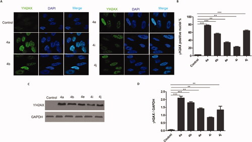 Figure 9. CP hybrids induce DNA damage. (A) γH2AX staining in HCT116 cells treated with IC50 values of CP hybrids 4a, 4b, 4e, 4i, 4j, or DMSO (negative control). (B) γH2AX-positive nuclei %. (C) Western blot revealed that levels of γH2AX were increased in HCT116 cells treated with CP hybrids 4a, 4b, 4e, 4i, 4j, DMSO (negative control), and GAPDH (loading control). (D) The relative protein level of γ-H2AX, in comparison to GAPDH was measured by ImageJ. Data are plotted as means ± SEM of 3 experiments. ∗ p < 0.05, ∗∗ p < 0.01, and ∗∗∗ p < 0.001 refer to the statistically significant differences in comparison to DMSO.