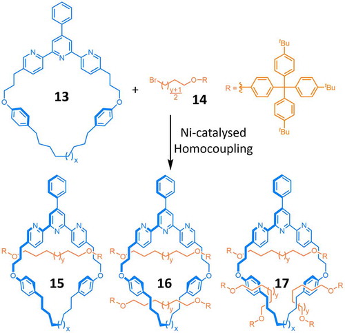 Scheme 5. (colour online) A Ni ion coordinated within the cavity of ring 13 catalyses the formation of dumbbell components in an active template homocoupling of alkyl bromides.