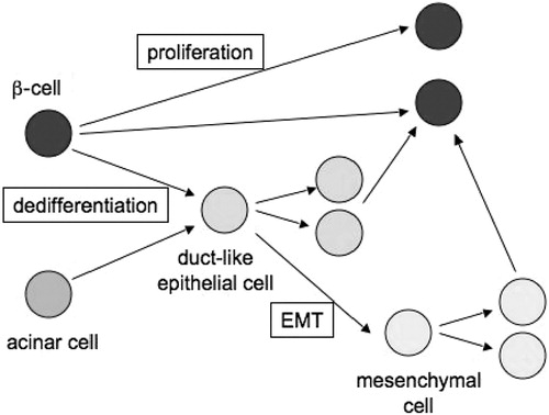 Figure 1 Potential pathways of beta‐cell expansion. Direct proliferation is relatively active in many rodents, but human beta cells have an extremely low capacity to replicate. Instead, it appears that human beta cells can expand through a phase of transient dedifferentiation into a more primitive duct‐like epithelial cell, or even through epithelial‐mesenchymal transition (EMT) into a mesenchyme‐like islet precursor.