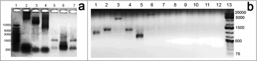 Figure 4. Gel-electrophoresis of the amplified DNA fragments, selected by association of the free 3′ DNA ends with telomeric repeats on both sides, obtained by PCR with Term1-Term4 primer mixture. The distribution by size of the amplified DNA fragments from zebrafish hardroe (line 2,5), 4 dpf embryos (line 3,6) and adult fish (line 4,7) shows a general lowering of the molecular weight of the amplified fragments from germline to the embryonic stage and adult organism (a). There are also differences in the predominant fragment sizes of amplified fragments, comprised between DNA break-associated telomeric repeats for different zebrafish tissues, as seen for fin (line 1,7), gill (line 2,8), brain (line3,9), liver (line 4,10), muscle (line 5,11) and hardroe (line 6,12), also showing the highest molecular weight for germline and the lowest – for muscle (b). In both cases a specific signal appears after TdT treatment (a, line 2–4), (b, line 1–6), and there is almost no specific signal without TdT treatment (a, line 5–7), (b, line 7–12).