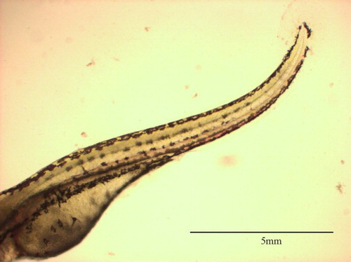 Figure 3. CAWD212-treated (1 mg L–1) Danio rerio embryo 96 h post-fertilisation showing tail curvature indicating lack of somite formation.