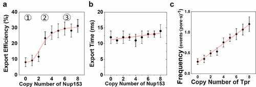 Figure 3. Correlation between copy number of Nup153 and its impact on mRNP export dynamics. (a) the copy number of Nup153 present within the NPC directly impacts the efficiency of export. numbers denote the three phases between the nuclear export efficiency of mRNAs and the copy number of Nup153. (b) the copy number of Nup153 unlikely impact export time of mRNPs. (c) correlation between docking frequency and the copy number of Tpr. partial figure reprinted with permission. originally published in proceedings of the national academy of sciences.[Citation129]