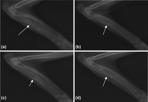Figure 3. Bone union of experiment group (denoted by arrows). a. 2 weeks later, bony callus formed; b. 4 weeks later, bony callus passing between the broken ends; c. 8 weeks later, the fracture line basically disappeared; and d. 12 weeks later, marrow cavity completely unobstructed.