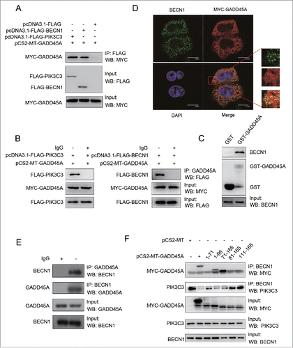 Figure 6. The interaction between GADD45A and the BECN1-PIK3C3 complex. (A, B) HeLa cells were harvested after cotransfection with pCS2-MT-GADD45A and pcDNA3.1-FLAG or pCS2-MT-GADD45A and pcDNA3.1-FLAG-PIK3C3 or pCS2-MT-GADD45A and pcDNA3.1-FLAG-BECN1. (A) Immunoprecipitation assays were performed with anti-FLAG M2 magnetic beads and the precipitated complexes were analyzed by immunoblots with anti-MYC antibody. (B) Immunoprecipitation was performed with GADD45A antibody. Precipitated complexes were analyzed by immunoblots with anti-FLAG antibody. (C) GST affinity isolation assay was performed with GST-GADD45A and cell lysates from exponentially growing HeLa cells. GST tag alone was used as internal control. The binding proteins were detected with specified antibodies. (D) HeLa cells were harvested after transfection with pCS2-MT-GADD45A. Double immunofluorescence staining for MYC and BECN1 analyzed colocalization. Scale bar: 10 μm. (E) Immunoprecipitation was performed with GADD45A or BECN1 antibody and the precipitated complexes were analyzed by immunoblots with the other antibody in HeLa cells. (F) A series of MYC-tagged-GADD45A deletion mutants were introduced into HeLa cells via transient transfection. Immunoprecipitation were performed with BECN1 antibody. Precipitated complexes were analyzed by immunoblots with MYC and PIK3C3 antibodies.