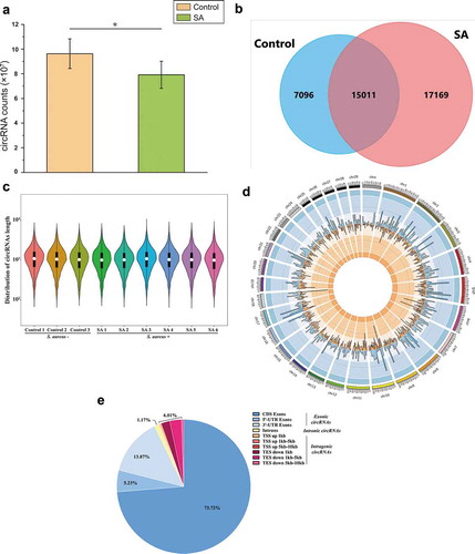 Figure 2. Characteristics of the identified circRNAs in MEVs by RNA sequencing. (A) The counts of circRNAs in MEVs from the control (n = 3) and SA (n = 6) groups. (B) The Venn diagram demonstrating the intersection of circRNAs in the control and the SA groups. (C) Violin plots showing the length distribution of circRNAs in MEVs. The vertical axis represents the length of circRNAs in MEVs. The white dot and the box within each violin stand for the median and the interquartile range. (D) Distribution of the circRNAs in MEVs on the bovine chromosomes (the outermost circle, one unit of the scale stands for one million base-pairs). The middle circle (blue lines) and the innermost circle (orange lines) represent the circRNAs in the control group and the SA group, respectively. The height of the column is proportional to the expression level and the position of the column corresponds to the location of circRNAs on chromosomes. (E) Genomic origin of the circRNAs in MEVs. * p < 0.05; chr: chromosome; CDS: coding sequence; UTR: untranslated regions; TSS: transcription start sites; TES: transcription end sites