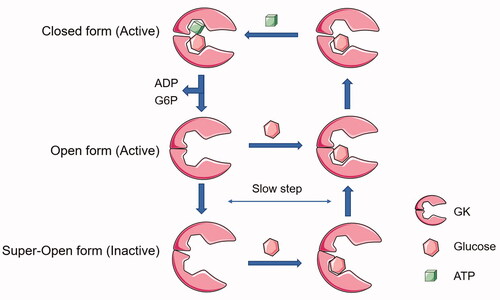 Figure 2. Three conformational transformations of glucokinase. The figures were drawn using Servier Medical Art [http://www.servier.com].