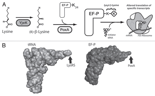 Figure 1 The role of YjeK and PoxA in the modification of EF-P. (A) A model for the post-translational modification of the conserved lysyl 34 residue of EF-P by the PoxA and YjeK enzymes. As shown the YjeK enzyme converts L-lysine to (R)-β-lysine, which is subsequently ligated onto EF-P to generate the lysyl-β-lysine modification, although the order of these two enzymes in this pathway could be reversed. The modified elongation factor subsequently interacts with the ribosome and the initiator tRNA to facilitate the formation of the first peptide bond of specific transcripts. The mechanism underlying why only certain transcripts are regulated by EF-P remains unclear. (B) The three dimensional structures of tRNA (left, PDB 1EHZ) and EF-P (right, PDB 1UEB)Citation24 reveal their similar overall structure. The sites of their modification by LysRS or by the aaRS paralog, PoxA, are indicated with arrows.