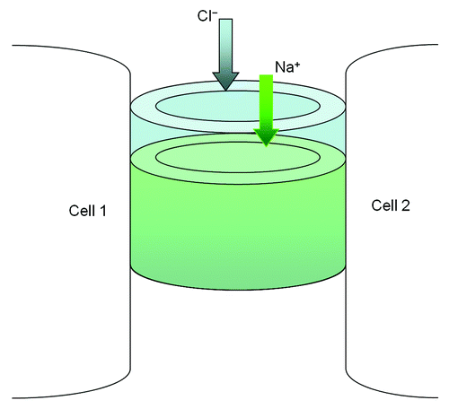Figure 2. The structural model of paracellular channel. The paracellular channel is depicted as cylinders joining two neighboring cell membranes and allowing selective permeation of cation (Na+) and anion (Cl−) respectively.