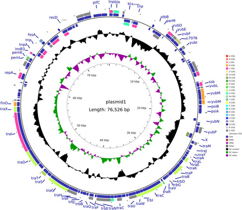 Figure 3 Structure of plasmid pCTX-M-55-N816 carrying blaCTX-M-55 from Klebsiella pneumoniae N816.