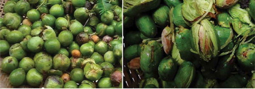 Figure 1. The whole seeds (the green cortex is the aril) of Torreya fargesii Franch. (left) and Torreya grandis (right).Figura 1. Semillas enteras (el córtex verde es el arilo) de Torreya fargesii Franch. (izquierda) y de Torreya grandis (derecha).