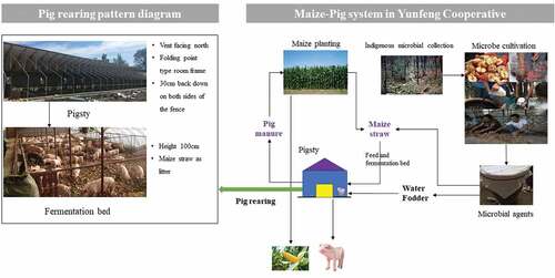 Figure 1. Technical flow chart of Yunfeng Cooperative’s Maize-Pig system.