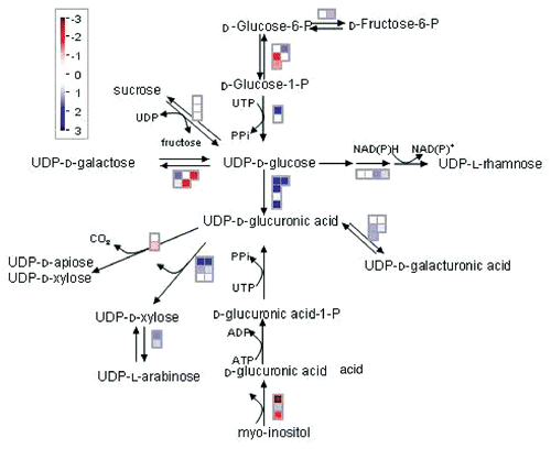 Figure 2 Synthesis of cell wall precursors from UD P-glucose. Changes in gene expression were analyzed using MapmanCitation9 for Arabidopsis seedlings expressing the E. coli trehalose phosphate synthase gene otsA and containing elevated trehalose 6-phosphate. Blue denotes upregulation, red denotes downregulation.