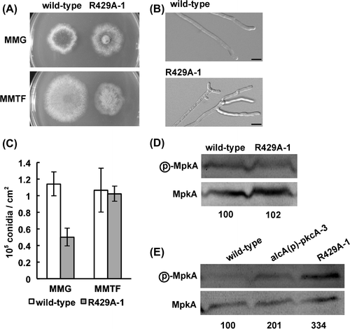 Fig. 1. Characterization of R429A-1.Notes: (A) Growth of R429A-1. 103 conidia of the wild-type strain (A1149) and R429A-1 were inoculated on MMG and MMTF, which are pkcA(R429A)-repressing and pkcA(R429A)-inducing conditions, respectively, and incubated for 72 h at 37 °C. (B) Conidiation efficiency of R429A-1. Conidia of the wild-type strain and R429A-1 were inoculated and incubated as described above, and the number of conidia was measured. Data are shown as means ± S.E.M. of three independent experiments. (C) Hyphal tip morphologies of the wild-type strain and R429A-1 incubated on MMTF for 72 h at 37 °C. Bars, 10 μm. (D, E) Phosphorylation levels of MpkA under the pkcA(R429A)-repressing (D) or pkcA(R429A)-inducing (E) condition. Cell extracts were prepared from the wild-type strain, alcA(p)-pkcA-3, and R429A-1, which were grown on MMG (D) or MMTF (E) for 20 h at 37 °C. The upper panels indicate the phosphorylated MpkA (ⓟ-MpkA) and the lower panels indicate the MpkA (MpkA). The numbers under the lower panels indicate the ratio of MpkA phosphorylation levels.