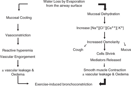 Fig. 6 Evaporative water loss from the airways can lead to bronchoconstriction via airway cooling and rewarming and/or by airway dehydration and an increase in osmolarity of the airways. Dehydration is important for all temperatures of dry air, whereas cooling and rewarming will be additionally important when exercise is performed in subfreezing air conditions but become less so as warmer air is inspired. Reproduced with permission from (Citation66).