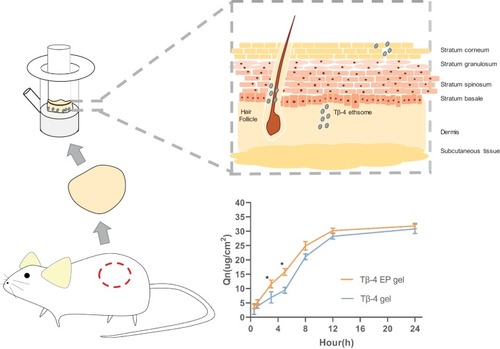 Figure 4 In vitro drug-release study, Tβ-4 ethsomes pass through the stratum corneum into the deeper layers of the skin fixed in Franz diffusion cells and the cumulative permeation amount in unit area of the Tβ-4 ethsomes and Tβ-4 gel varies with time. Statistical significance was noted as follows: *p < 0.05.Abbreviation: Tβ-4 EP gel, Tβ-4 ethosomal gel.