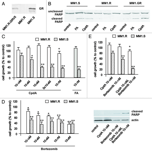 Figure 7. Cooperative GR-dependent anticancer effect of proteasome-inhibitor Bortezomib and CpdA in multiple myeloma cells. (A) Expression of GR in MM cells. MM1.S, MM1.R and MM.1R-GR cells stably infected with GR-expressing lentivirus was determined by western blot analysis of whole-cell lysates. (B and C) GR-dependent cytotoxic effect of GR ligands FA and CpdA in MM cells. MM1.S and MM1.R, were treated with solvent (control), FA or CpdA for 72 h, and the effect on apoptosis (B) was determined by western blot analysis of PARP cleavage after 36 h of treatment. The effect on cell growth (B) was estimated by cell counting. (D) MM.1S cells are more sensitive to cytotoxic effect of BZ than MM.1R cells. MM cells with different GR status were treated with BZ for 72 h, and the number of cells/well was counted. (E) Cooperative anti-MM effect of CpdA and BZ depends on GR. MM.1R and MM.1S cells were incubated with solvent, CpdA, BZ or CpdA/BZ for 72 h. Cell growth was evaluated by cell counting. Apoptosis in MM cells was analyzed by western blot analysis of PARP cleavage. Note: MM.1R cells are resistant and MM.1S and MM.1R-GR cells are sensitive to cytotoxic and cytostatic effect of CpdA and FA.