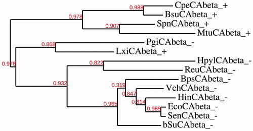 Figure 3. Phylogenetic analysis of the β-CAs of the Gram-negative and -positive bacteria indicated in Table 1. The tree was constructed using the program PhyML 3.0. Branch support values are reported at branch point. Accession numbers of the amino acid sequences used in the phylogenetic analysis are given in Table 3.