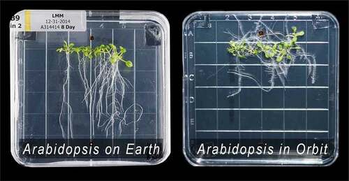 Figure 2. On the left: Arabidopsis after 8 days of growth on earth. On the right. Arabidopsis after 8 days of growth in orbit aboard the ISS. (Courtesy of Ferl and Paul.)