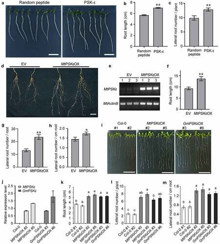 Figure 3. PSK-ε peptide promotes root development. (a-c) Exogenous application of synthetic PSK-ε peptide in M. truncatula. (a) Seven-day-old M. truncatula (A17) seedlings grown on vertical FM plates containing 1 μM PSK-ε peptide or 1 μM randomly arranged pentapeptide. Scale bars = 2 cm. (b) Primary root length of M. truncatula seedlings treated with PSK-ε or random peptide for 7 days (n = 25). (c) Lateral root number of PSK-ε and random peptide-treated M. truncatula plants at 20 days of age (n = 20). (d-h) Overexpression of MtPSKε in M. truncatula (A17) transgenic hairy roots. (d) Comparison of MtPSKε overexpressing (MtPSKεOX) transgenic roots and the empty vector (EV) control roots at 20 d post-inoculation (dpi). Scale bar = 2 cm. (e) Semi-quantitative RT–PCR analysis of MtPSKε transcript abundance in underground tissues (including roots and nodules) of the control and MtPSKεOX plants at 20 dpi. Expression of MtActinB was used as an internal control. (f) Root length of the MtPSKεOX and control plants at 20 dpi. (g) Number of lateral roots formed on 20 dpi MtPSKεOX and control transgenic roots. (h) Lateral root number per unit length (cm) of the transgenic roots. In (f-h), n = 24 for MtPSKεOX, n = 25 for empty vector control. (i-m) Heterologous overexpression of MtPSKε or GmPSKε promotes root growth in Arabidopsis. (i) Eight-day-old wild-type and transgenic Arabidopsis seedlings grown on vertical MS-agar plates. Col-0 seeds from two stocks were used as wild-type controls. Scale bars = 2 cm. (j) qRT-PCR analyses of MtPSKε and GmPSKε transcript levels in MtPSKε and GmPSKε-overexpressing Arabidopsis lines. Values are the means ± SE of three independent biological replicates normalized against the reference gene AtActin2. (k) Primary root length of the wild-type and transgenic Arabidopsis lines showed in (I). (l) Number of lateral roots formed on the wild-type and transgenic Arabidopsis lines showed in (I). (m) Lateral root number per unit length (cm) of the wild-type and transgenic Arabidopsis roots. Values of root length and lateral root number are means ± SE. n > 25. In (B, C, F, G, H), statistical significance was evaluated by Student’ s t test; * P < .05, ** P < .01. In (k-m), statistically significant differences indicated by different letters were determined with one-way ANOVA, P < .05.