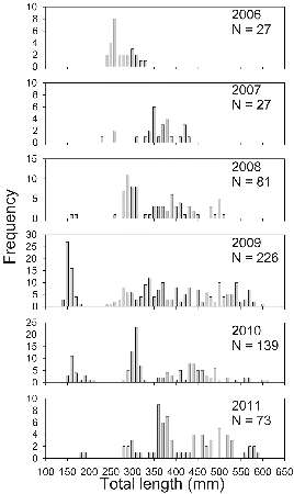 Figure 3. Length–frequency distributions of palmetto bass sampled in Long Branch Lake, 2006–2011.