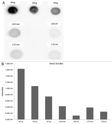 Figure 6. Quantification of 5-hmC content by anti-5-hmC box blot. (A) Dot blot of 10 ug of DNA from thymus with 5-hmC positive controls of 50ng, 25ng and 10 ng DNA. (B) Quantitative measurement of dot blots in (A) using densitometry.