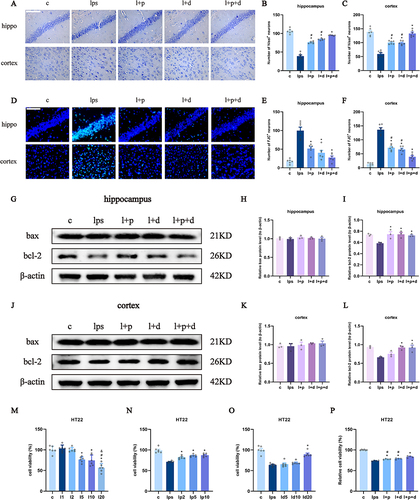 Figure 2 Propofol and dexmedetomidine mitigated the LPS-induced neuronal loss and degeneration as well as apoptosis. (A–C) Representative images of Nissl staining and the number of Nissl-positive cells (400×), scale bars = 50 μm. (D–F) Representative images of FJC staining and number of FJC-positive cells (400×), scale bars = 50μm. (G–L) The Western blot bands and quantitative analysis of bax and bcl-2. (M–P) Cell viability of treated HT22 cells measured by CCK-8. Data are expressed as the mean ± SEM (*p<0.05 vs lps and l2 group; #p<0.05 vs l+p+d and l5 group; &p<0.05 vs l10 group; n = 6).