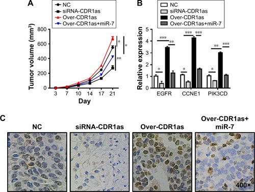 Figure 4 ciRS-7 regulates miR-7 activity to promote tumor growth in vivo.