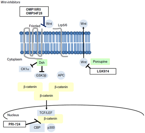 Figure 3 Schematic of Wnt inhibitors currently in clinical trials.