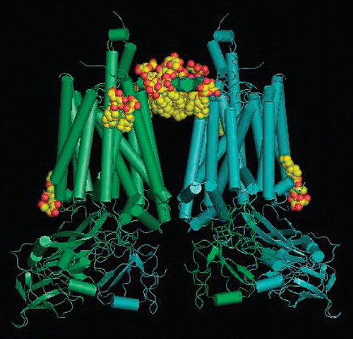 Figure 5. Crystal structure of the dimer of cytochrome b6f with the localisation of the structured PCC-a-M molecules (8 per monomer) seen from the membrane in CPK representation. The stromal side is at the top.