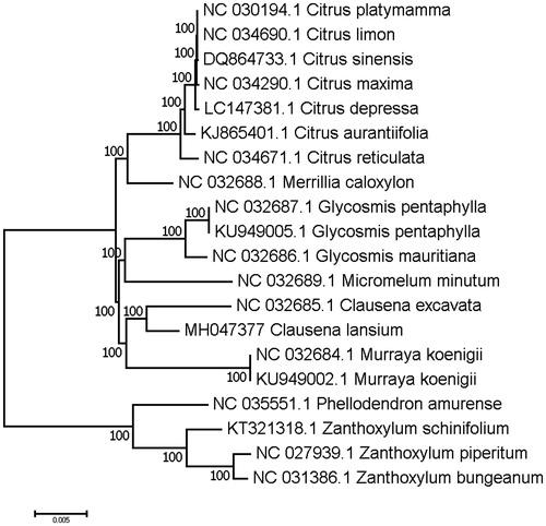 Figure 1. Maximum-likelihood (ML) phylogenetic tree of C. lansium in Rutaceae. Number above each node indicates the ML bootstrap support values.