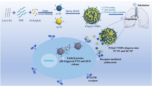 Figure 1. Schematic representation of the P/Q@CNMPs synthesis and targeting mechanism to tumor tissue.