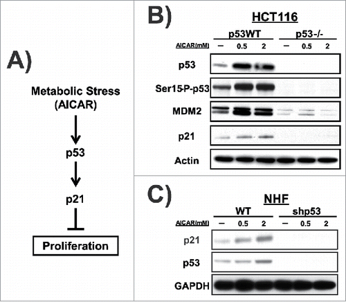 Figure 1. AICAR induces p53 activation. (A) p53 is involved in the metabolic stress response pathway to regulate cell fate. (B) Hct116 cells with or without (p53−/−) functional p53 were treated with AICAR for 24 hours. Expression levels of p53 and p53 target proteins (MDM2 and p21) were detected by western blot analysis. Actin is included as the loading control. (C) Normal human fibroblast cells (NHF 6113 cell line) with WT p53 or treated with a short hairpin RNA to p53 (shp53) were treated with AICAR at the concentrations depicted for 24 hours. Expression levels of p53 and p21 were detected by western blot analysis. GAPDH is included as the loading control.