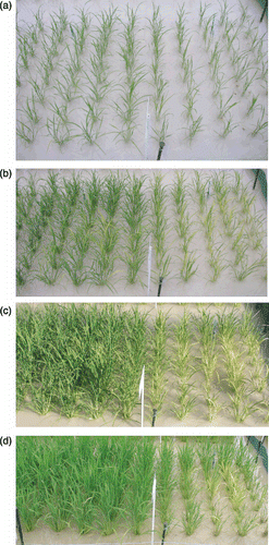 Figure 5  Visual comparison between gIDS3 (left) and non-transgenic (NT; right) from 16 to 50 days after transplanting (DAT) as illustrated in Fig. 4b, but photographed from the opposite direction. (a) 16 DAT, (b) 30 DAT, (c) 42 DAT and (d) 50 DAT.