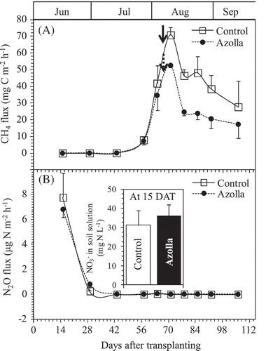 Figure 3. Changes in the CH4 (A) and N2O (B) fluxes from the pots between the rice growth on the two treatments of absence (Control) and presence of A. filiculoides (Azolla) throughout the experiment. Bars indicate standard deviation (n = 4). Inset in (B) shows the concentration of NO3--N dissolved in soil solution at the first gas sampling day (15 DAT). Bold arrows in (A) indicate the heading days for each treatment.